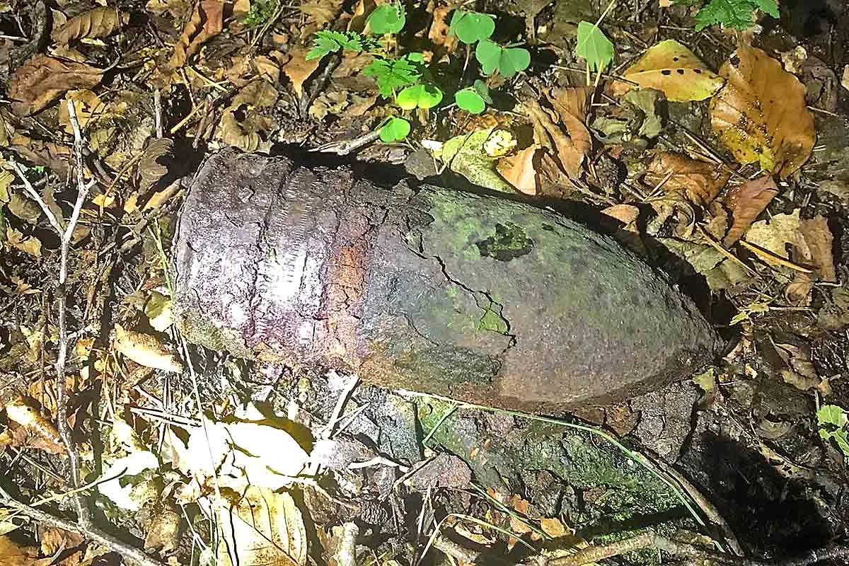 Heringsdorf  - Munitionsfund in einem Waldgebiet auf der Insel