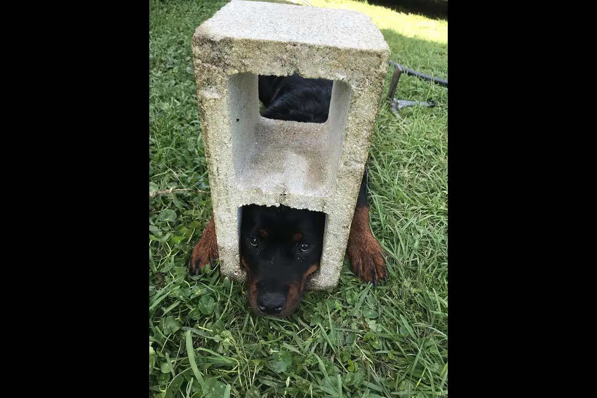Rottweiler Fifi von Betonstein befreit