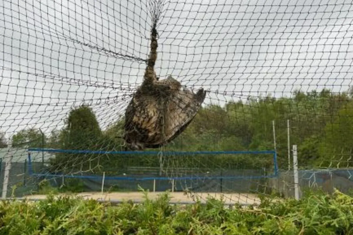 Hagen NW - Eule aus einem Ballfangnetz befreit 