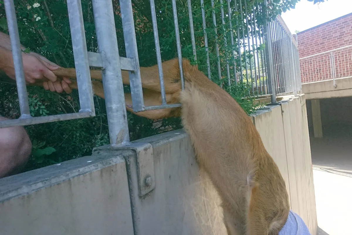 Werne – Zweimal Tierrettung
