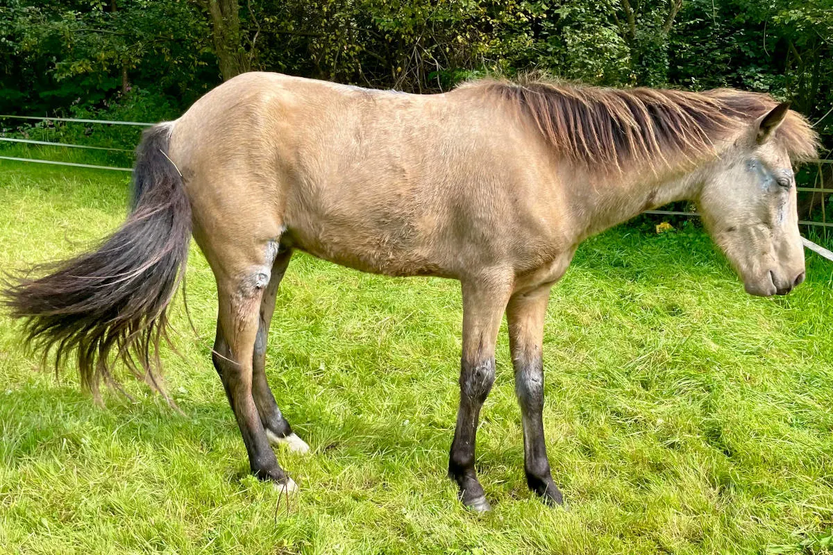 Bergisch Gladbach – Pferd bricht auf Stalldach ein 