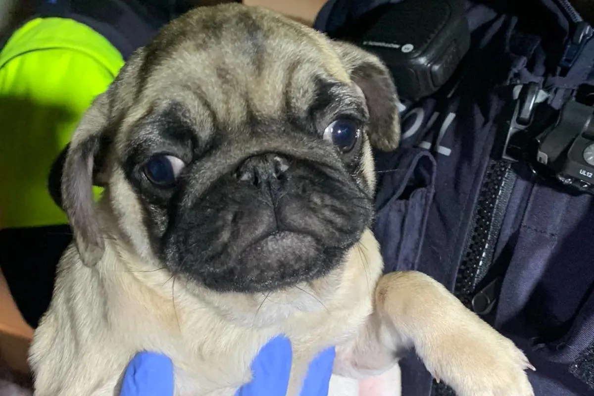 Saarbrücken – Hundewelpen mit falschen Papieren auf Reisen für das Weihnachtsgeschäft