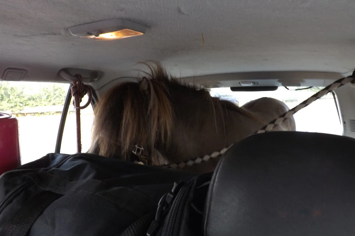 Münster NRW - Mann transportiert Pferd in einem PKW