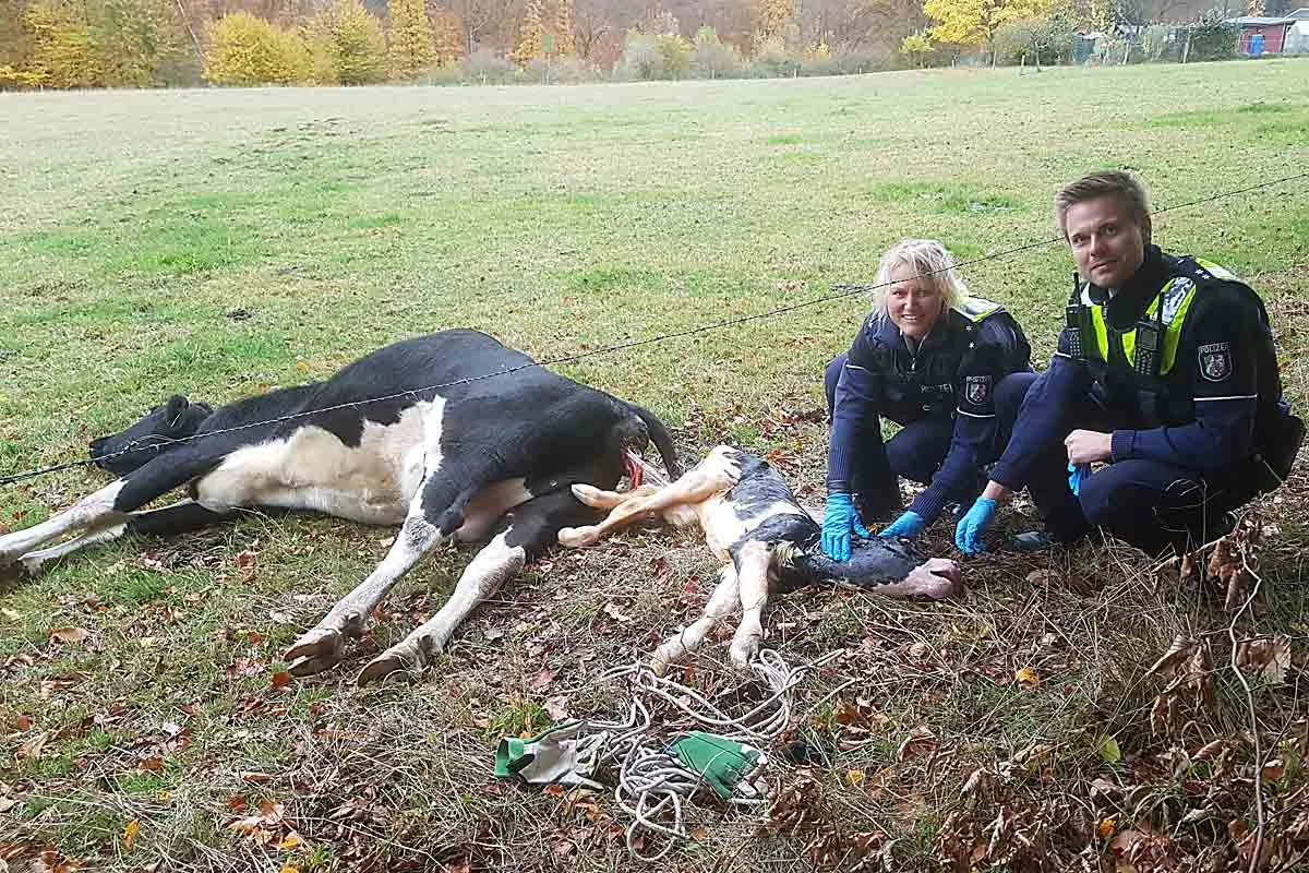 Werdohl - Ein neuer Bulle ist geboren