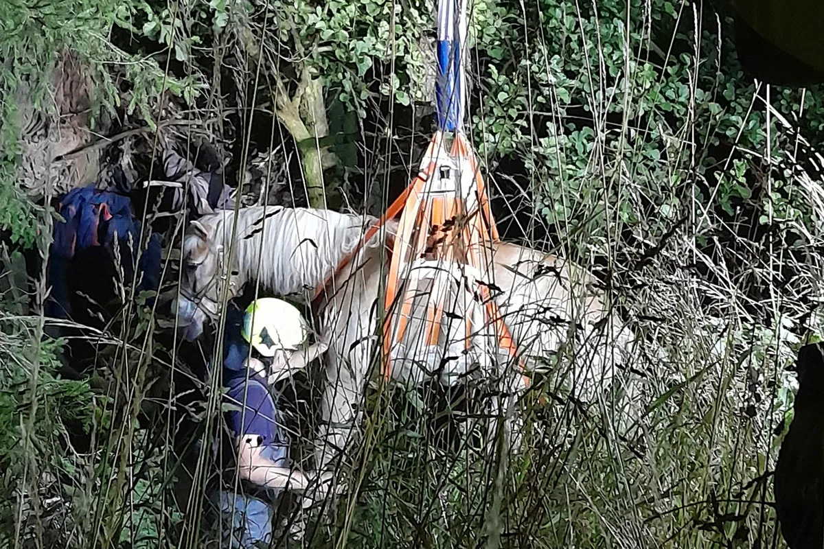 Lage NW – Feuerwehr rettet Pferd aus Bach