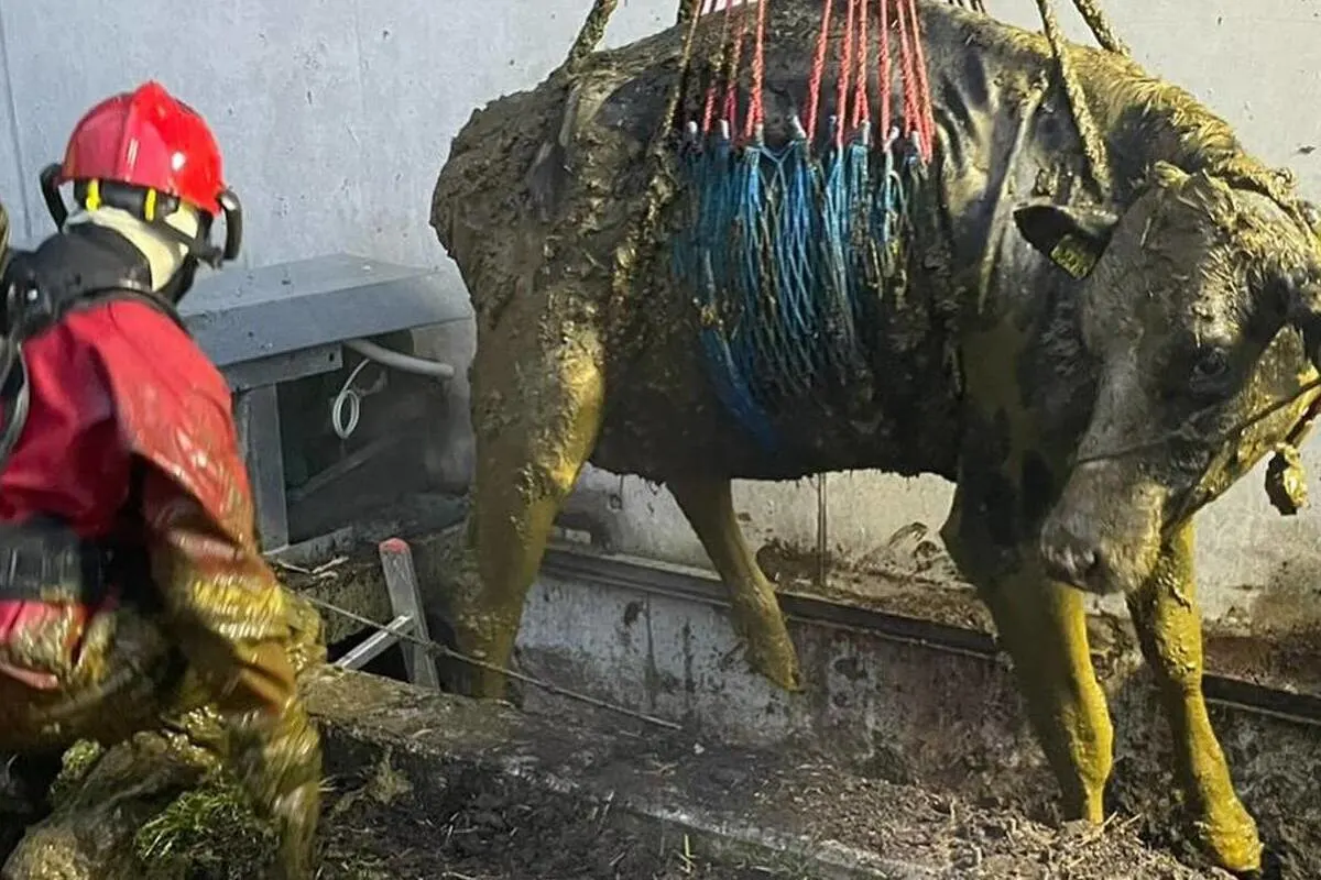 Thörishaus BE - Kuh aus einem Schwemmkanal gerettet 