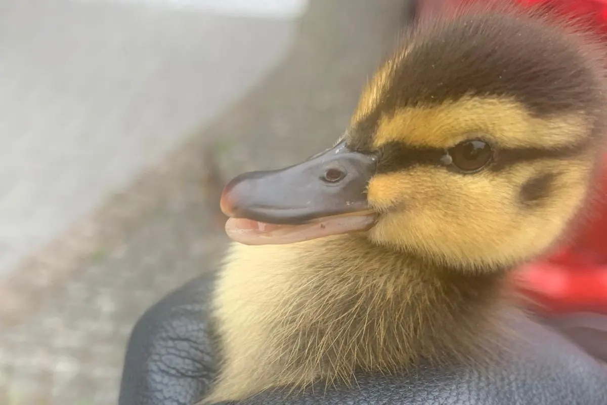Kaarst-Holzbüttgen - Tierischer Familienausflug endet mit kurzfristigem Polizeitransport