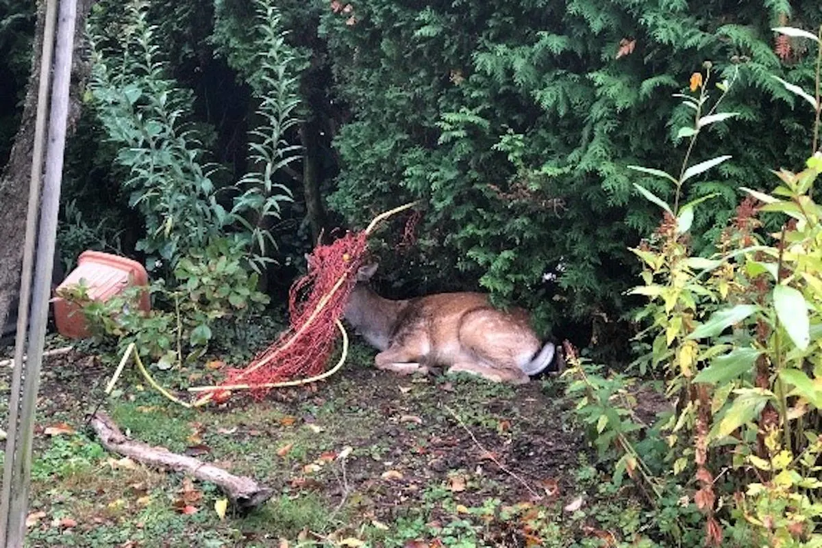 Andernach-Namedy – Wilder Junghirsch geriet in Schwierigkeiten