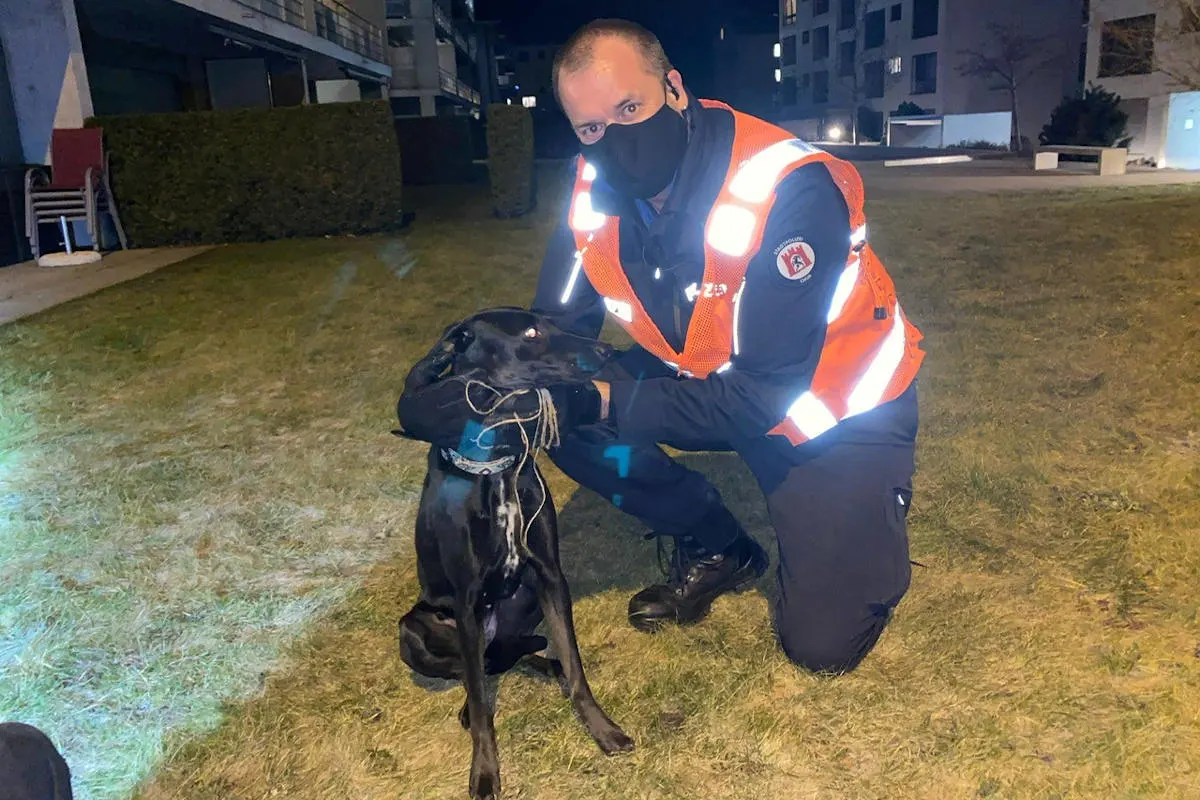 Chur GR – Freilaufender Hund auf der Strasse