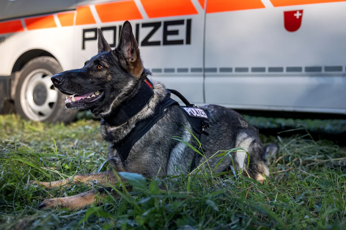 Reichenburg SZ – Diensthündin Quba spürt Einbrecher auf