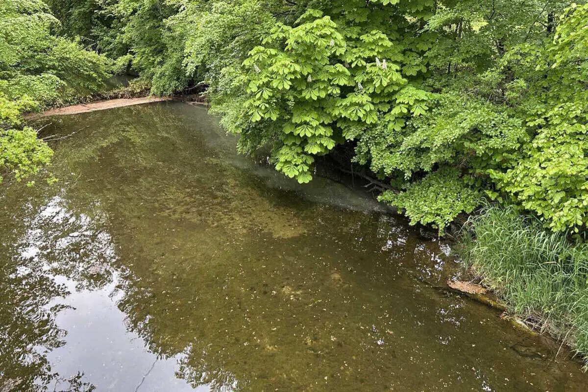 Ein Fluss fließt durch ein bewaldetes Gebiet. Die Bäume am Flussufer sind üppig und grün, spiegeln sich im Wasser.