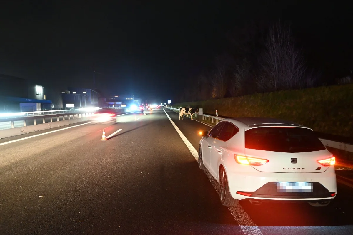 Rheineck SG - Anhänger auf Autobahn gekippt - Rinder auf der A1