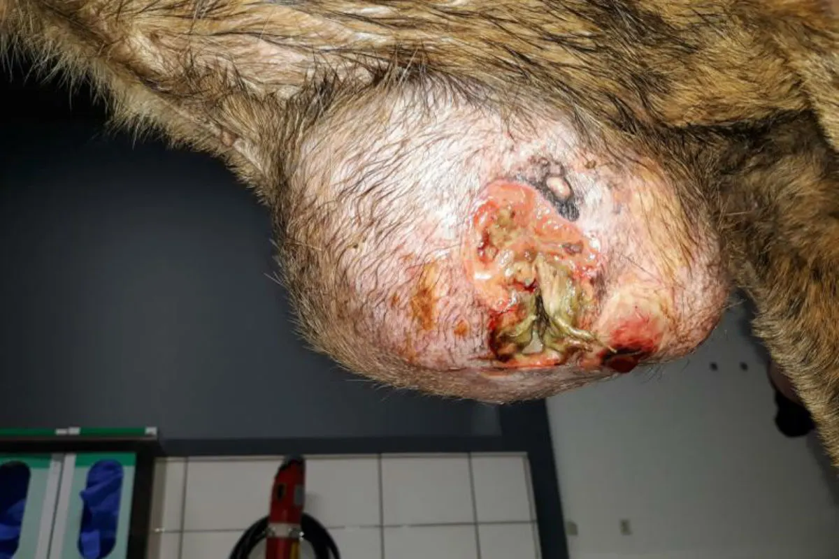 Tierquälerei - Hündin mit Tumor zum Sterben ausgesetzt