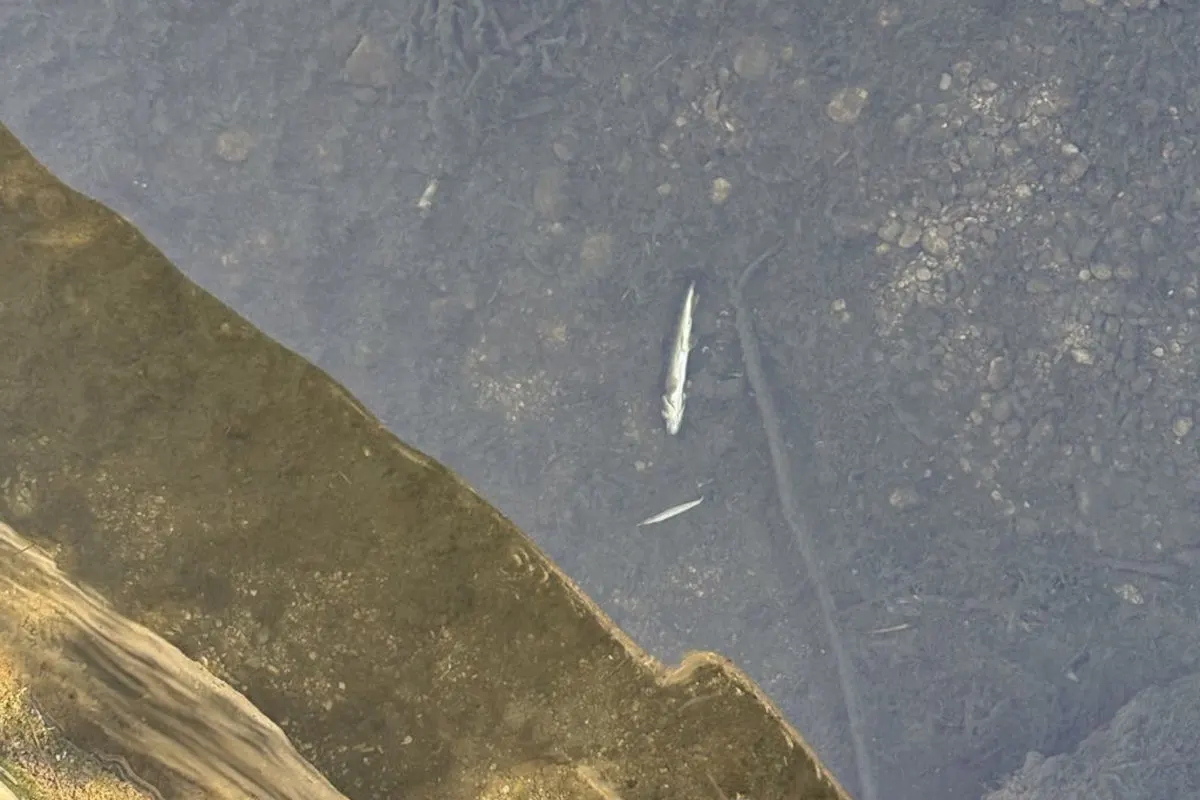 Im Bild ist ein toter Fisch zu sehen, der ruhig im flachen, klaren Wasser liegt. Der Hintergrund ist kiesig und leicht braun gefärbt.