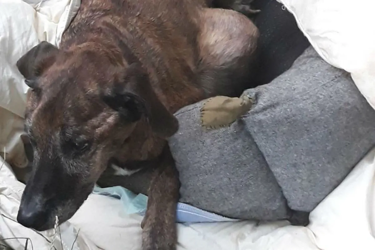 Tierquälerei - Hündin mit Tumor zum Sterben ausgesetzt