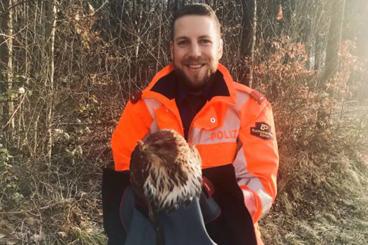 Kloten ZH - Greifvogel gerettet