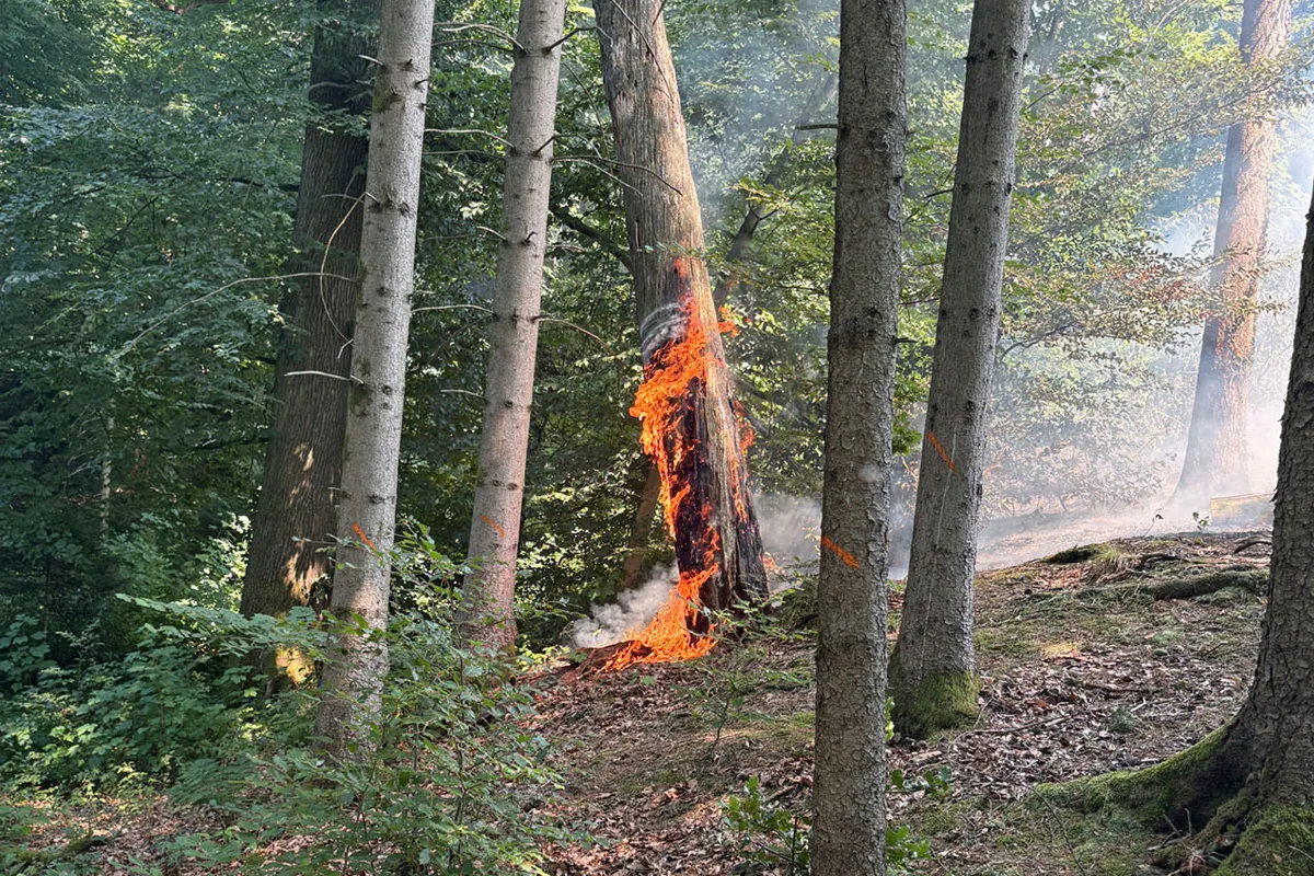 Ein einzelner Baum steht in einem Waldstück in Flammen. Der Boden ist mit Laub bedeckt, und Rauch ist sichtbar.