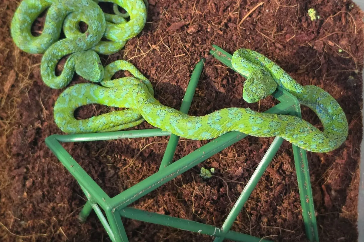 Eine grüne Schlange schlängelt sich über braune Erde in einem Terrarium, unterstützt von grünen Plastikstäben.