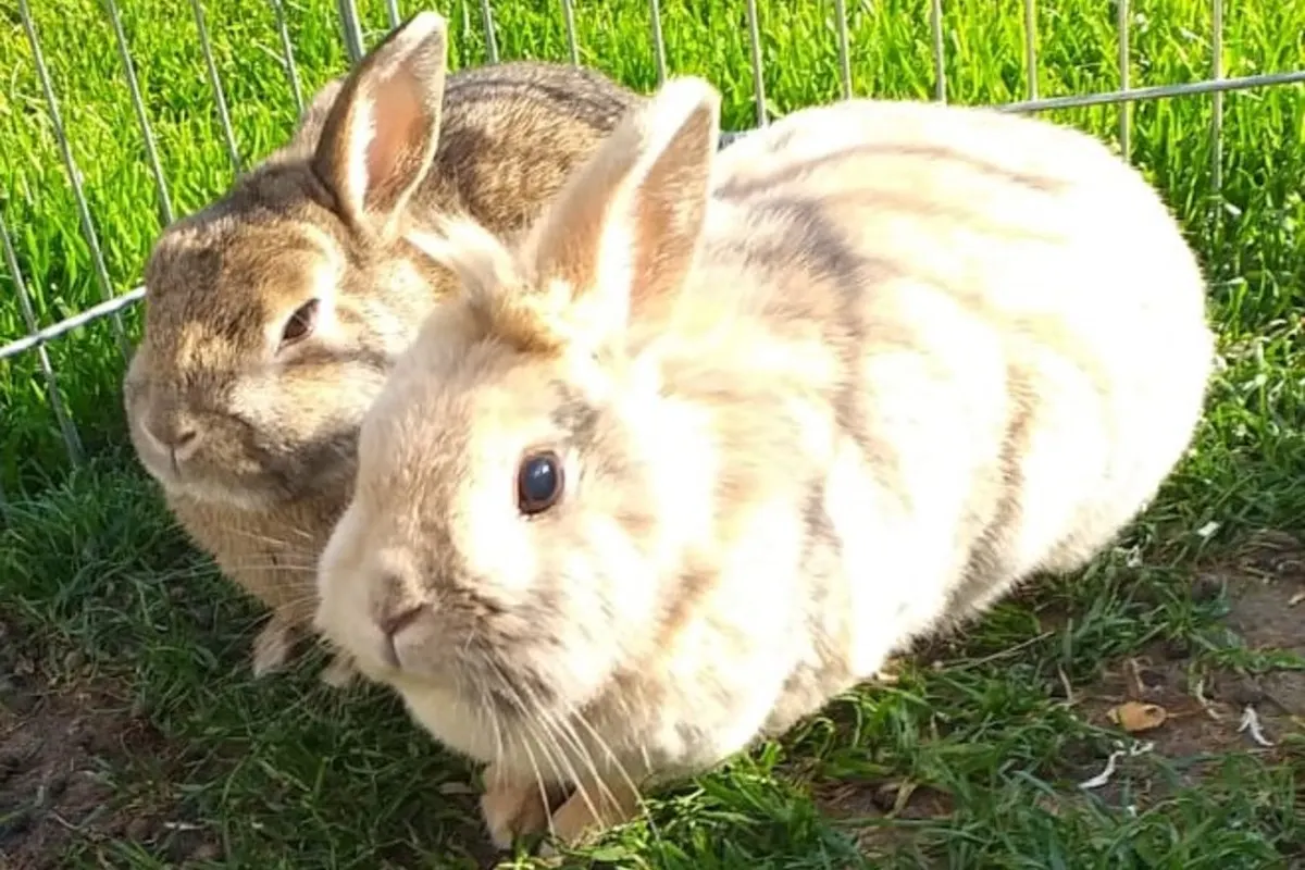 Nordhausen - Kaninchen aus Garten gestohlen
