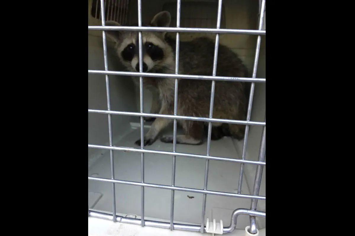 Waschbär erschreckt Raucher im Hinterhof