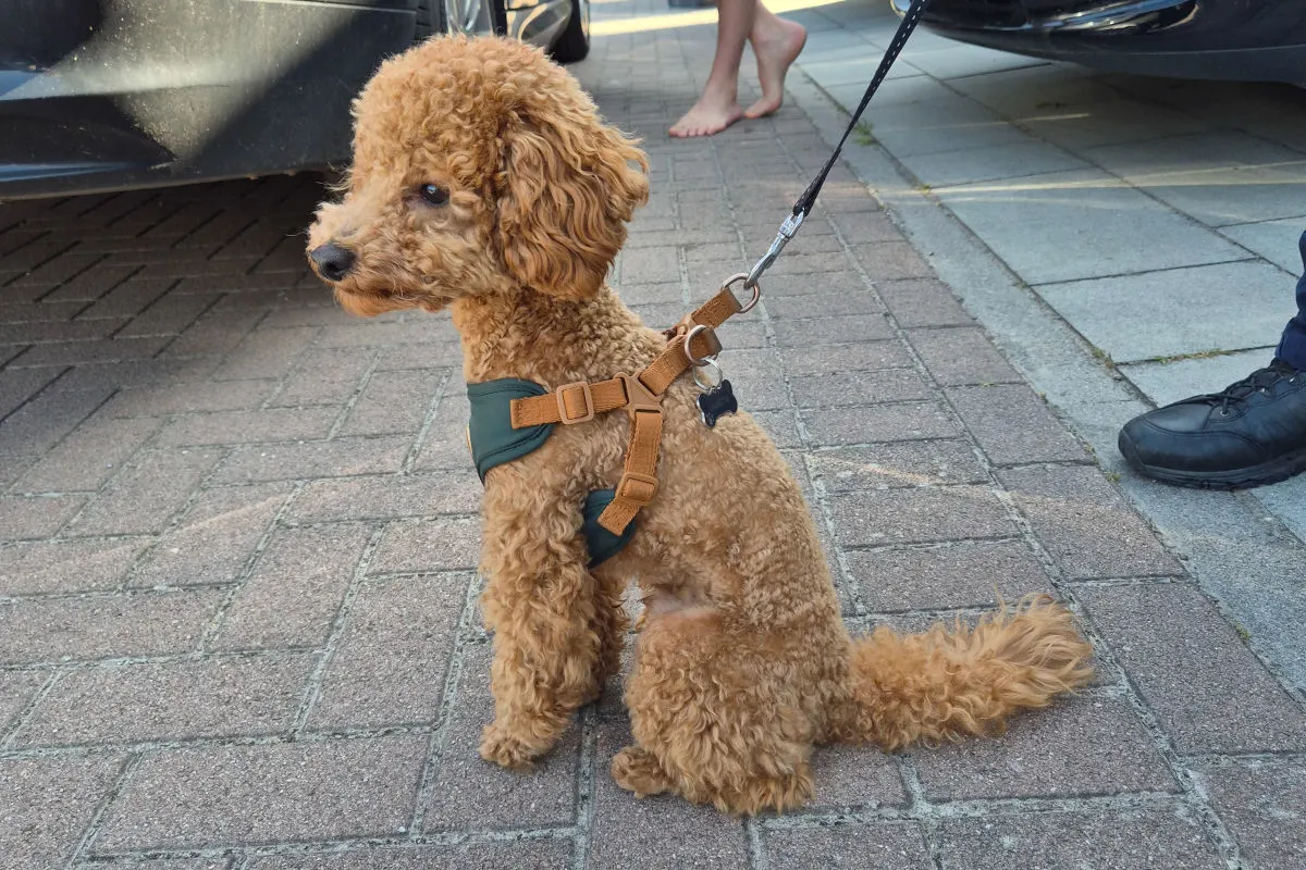 Ein kleiner Hund mit lockigem braunem Fell sitzt angeleint auf einem gepflasterten Gehweg neben zwei Personen.