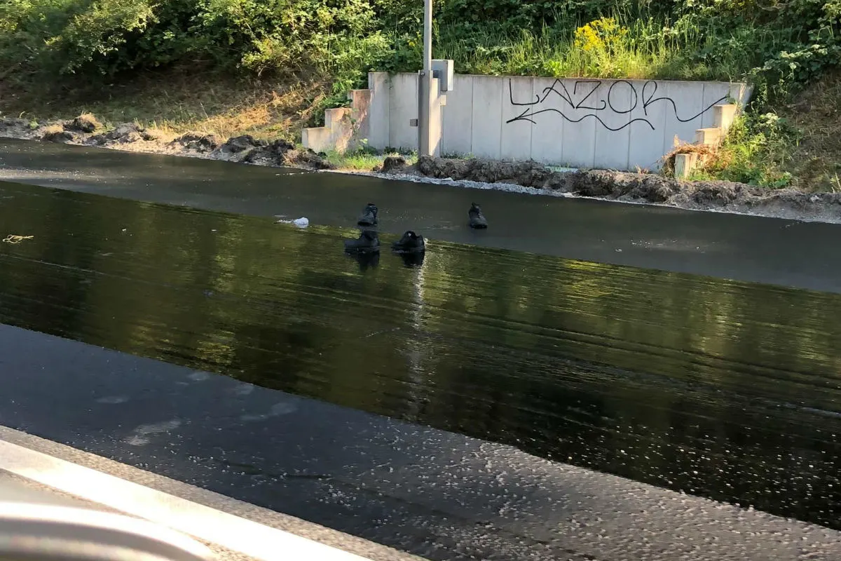Tierische Rettung - Polizisten müssen Dienstschuhe im heißen Teer zurücklassen