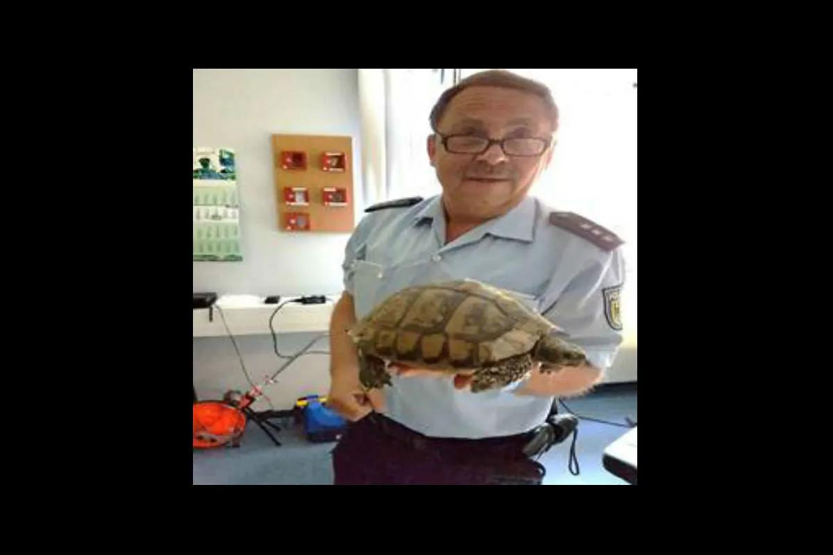 Schildkröte sorgt für tierischen Einsatz