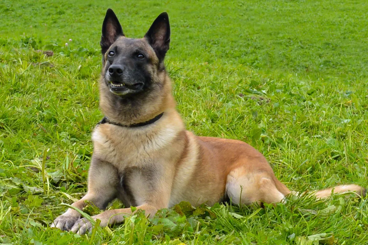 Luzern LU - Einschleichediebin dank Polizeihund in flagranti geschnappt