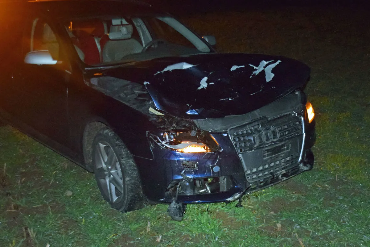 Hohenrain LU - Auto prallt frontal gegen entlaufenes Kalb