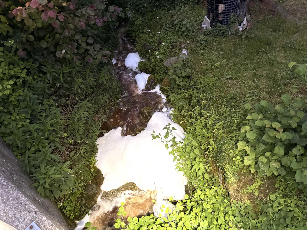 Ein kleiner Bach ist von Schaum bedeckt und von dichter Vegetation umgeben. Der Schaum ist auffallend weiß und hebt sich von den grünen Pflanzen ab.