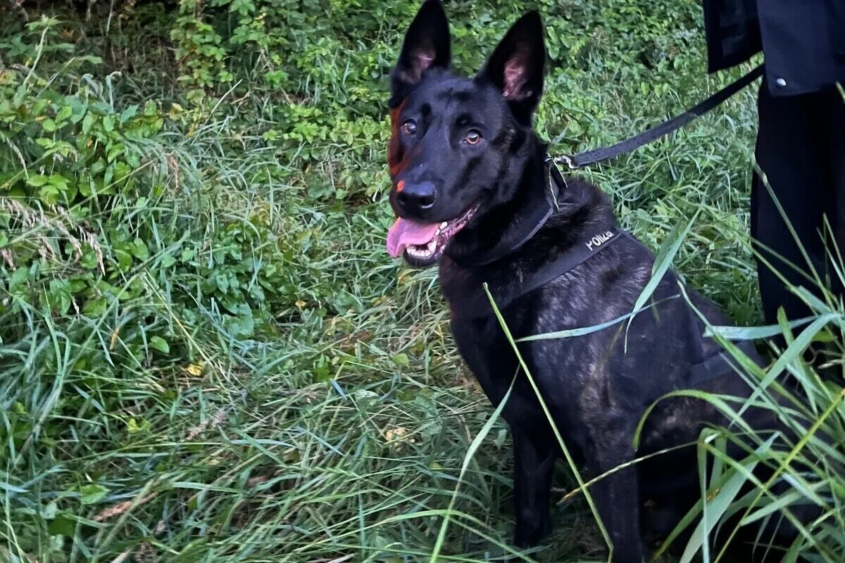 Overbruch - Polizeihund Cooper erschnuppert 14-jährigen Einbrecher