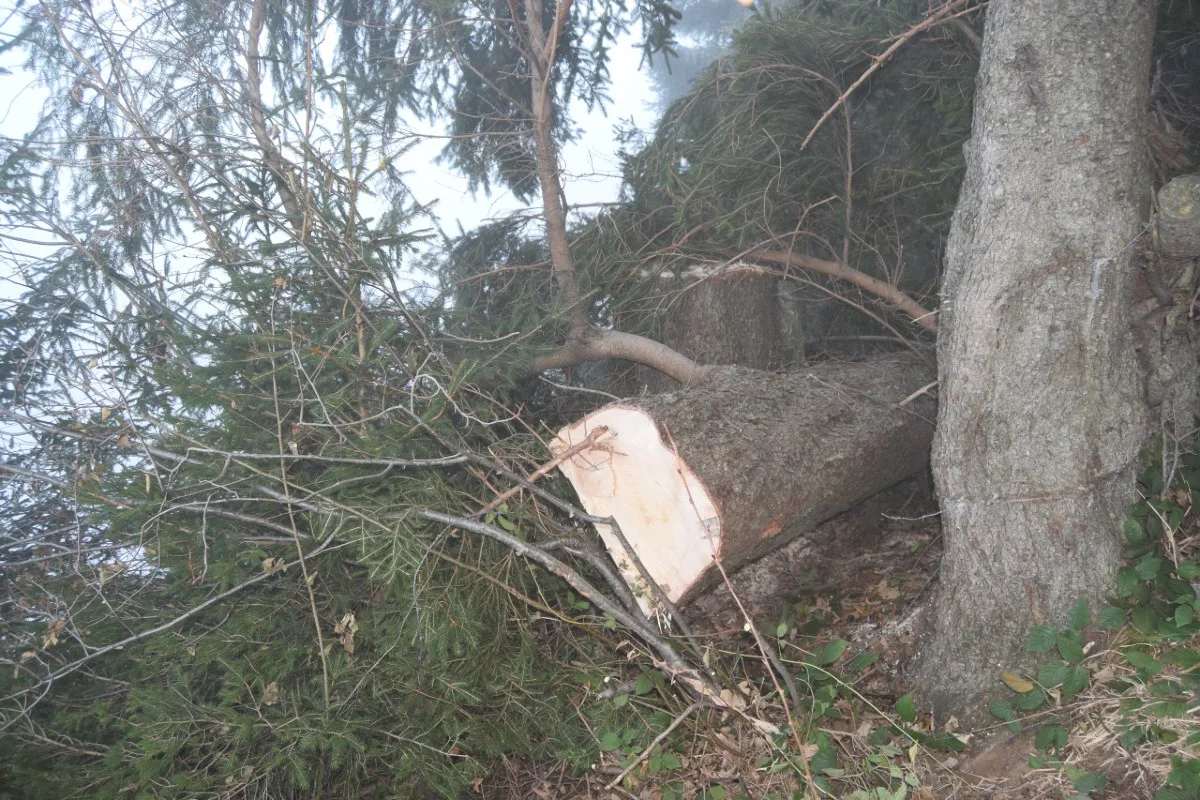 Tragischer Arbeitsunfall in Gais AR - Holzfäller kann nicht mehr ausweichen und wird von Baum getroffen