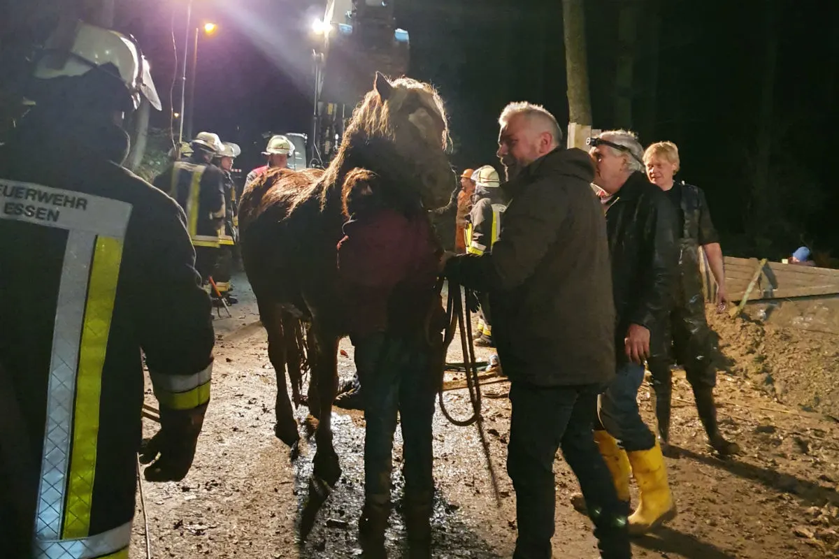 Essen - 4-jähriges Pferd steckt im Schlamm fest