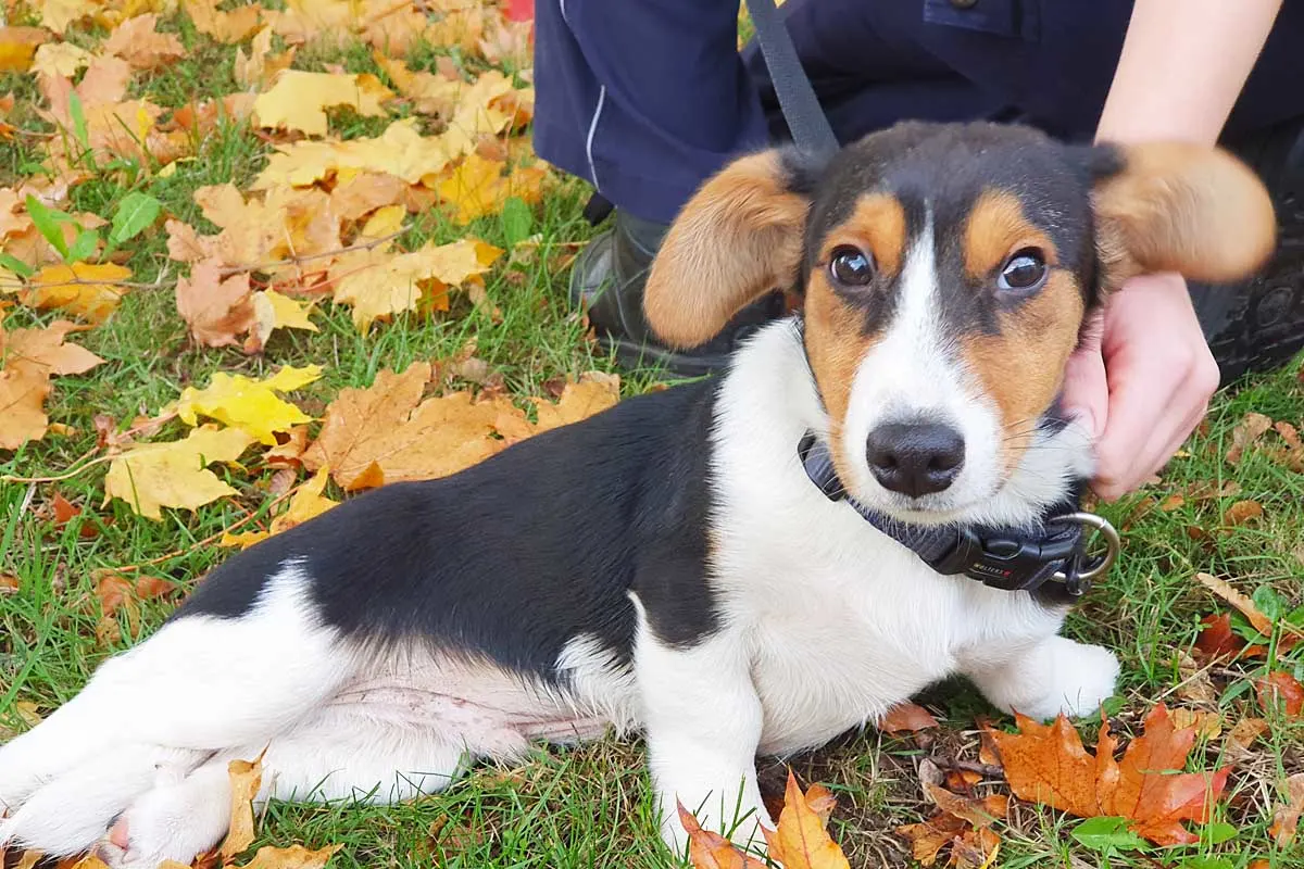 Bielefeld - Flüchtiger Hundewelpe von A2 gerettet - Paul wieder zuhause!