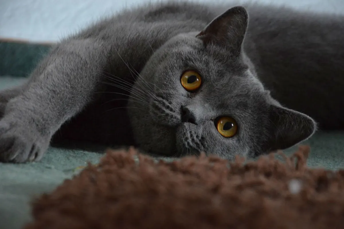 Krefeld – Katze in Kaminschacht gerutscht