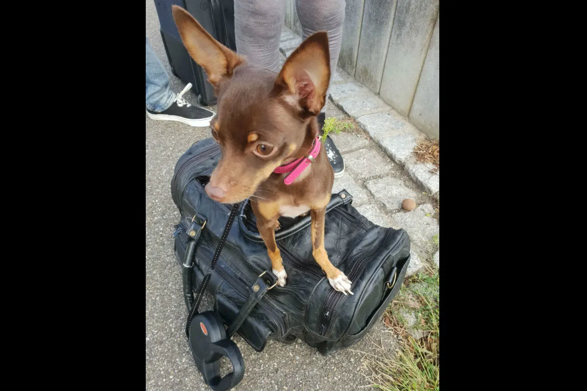 Gestohlener Hund vor Tierarztpraxis aufgefunden - Zeugenaufruf