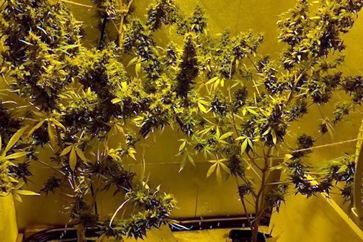 Hinterland - Senior fällt mit Cannabisanbau und Handel auf