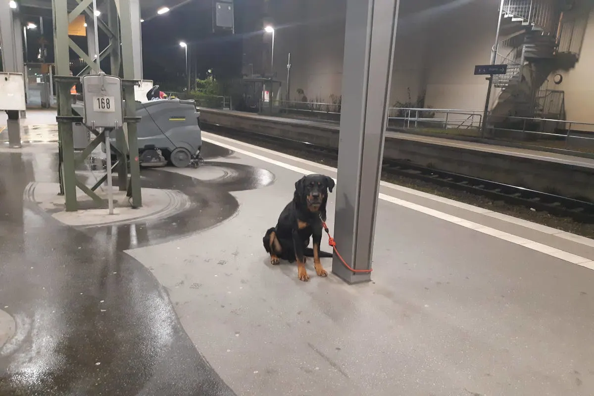 Bremen – Rottweiler von überfordertem Hundekäufer im Hauptbahnhof angebunden