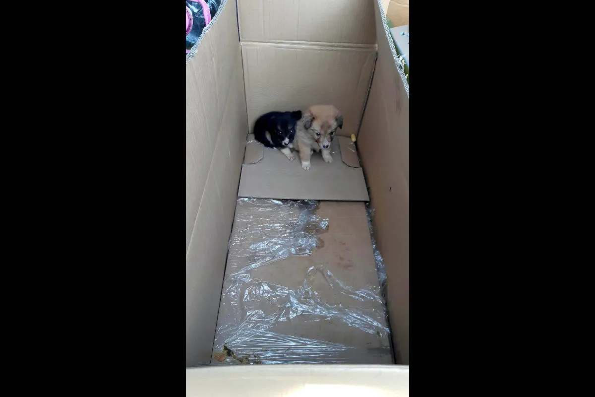 Bad Gottleuba – Zwei Hundewelpen auf der A17 entdeckt