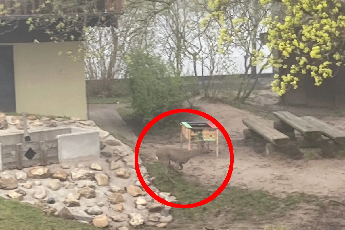 Eschwege – Rehbock im Stadtgebiet unterwegs
