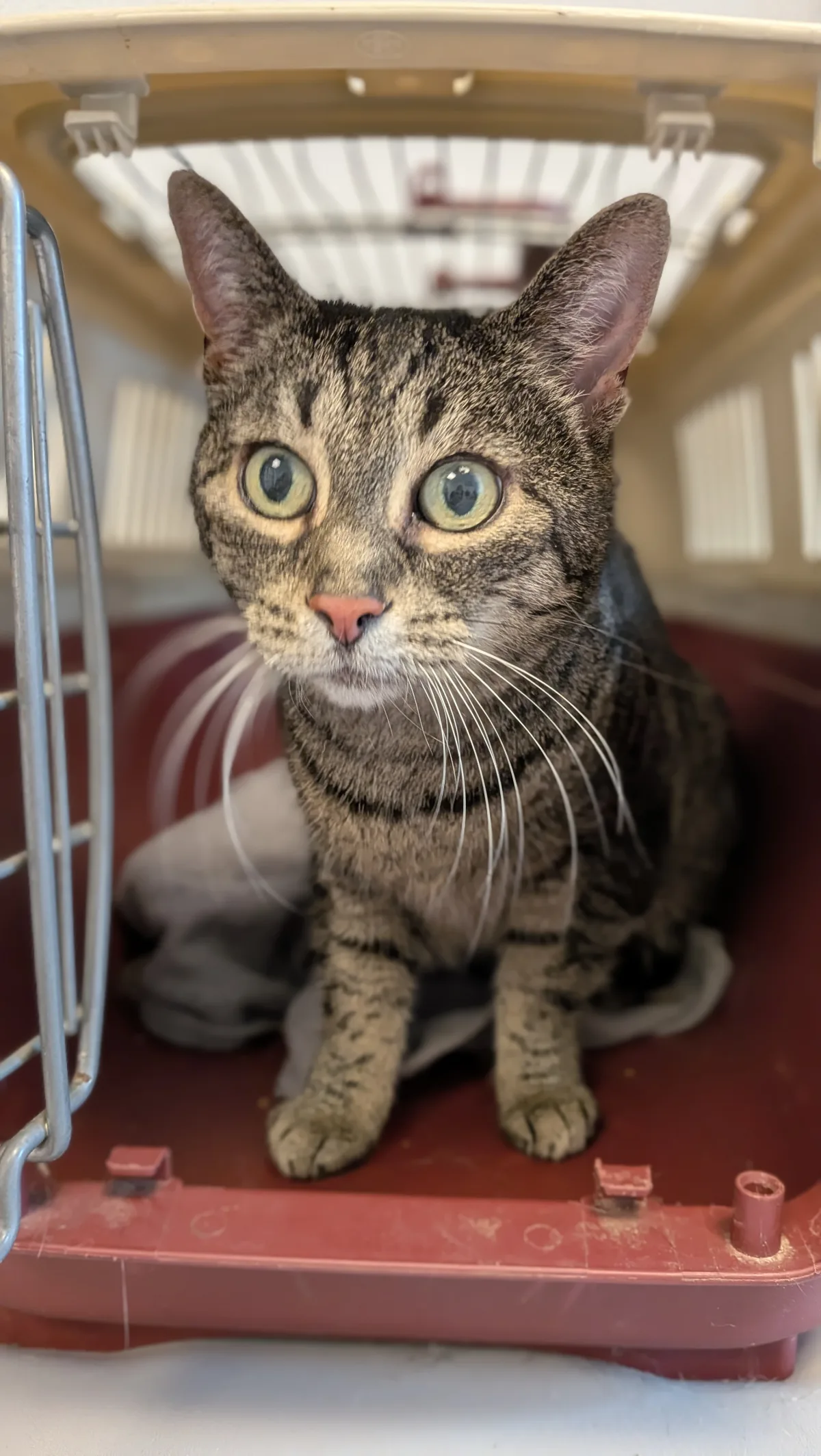 Eine getigerte Katze sitzt in einer roten Transportbox und blickt aufmerksam in die Kamera.