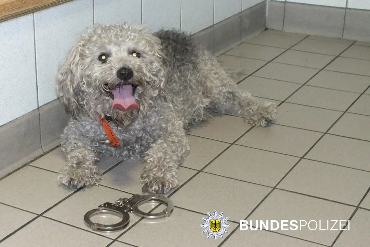 Entlaufener Pudel-Terrier beißt Reisenden und löst Suchaktion aus