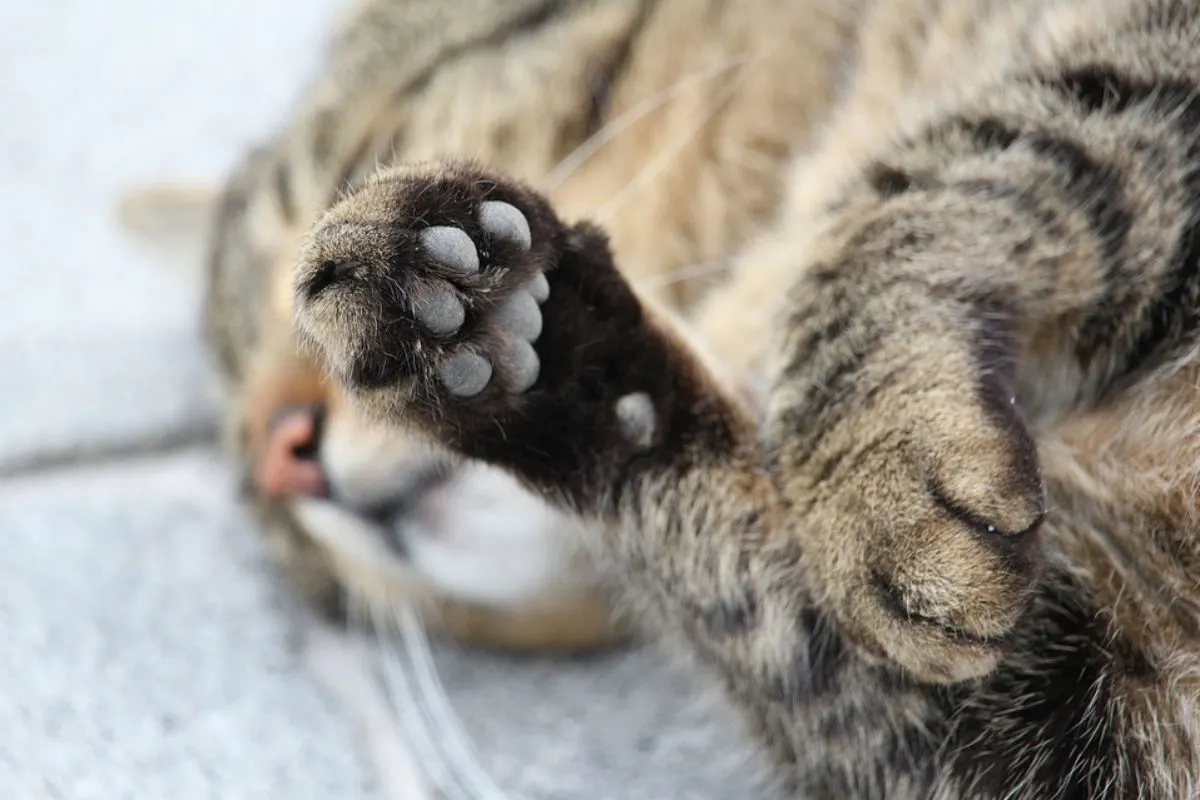 Das Bild zeigt eine getigerte Katze, deren Pfoten im Vordergrund liegen. Die Katze liegt auf einem hellgrauen Untergrund.