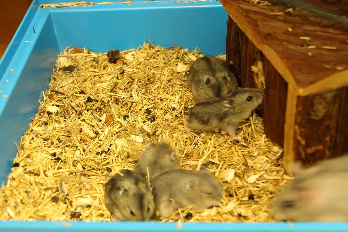 Stadt Zürich – Mehrere Hamster im Kreis 12 aufgefunden – Zeugenaufruf