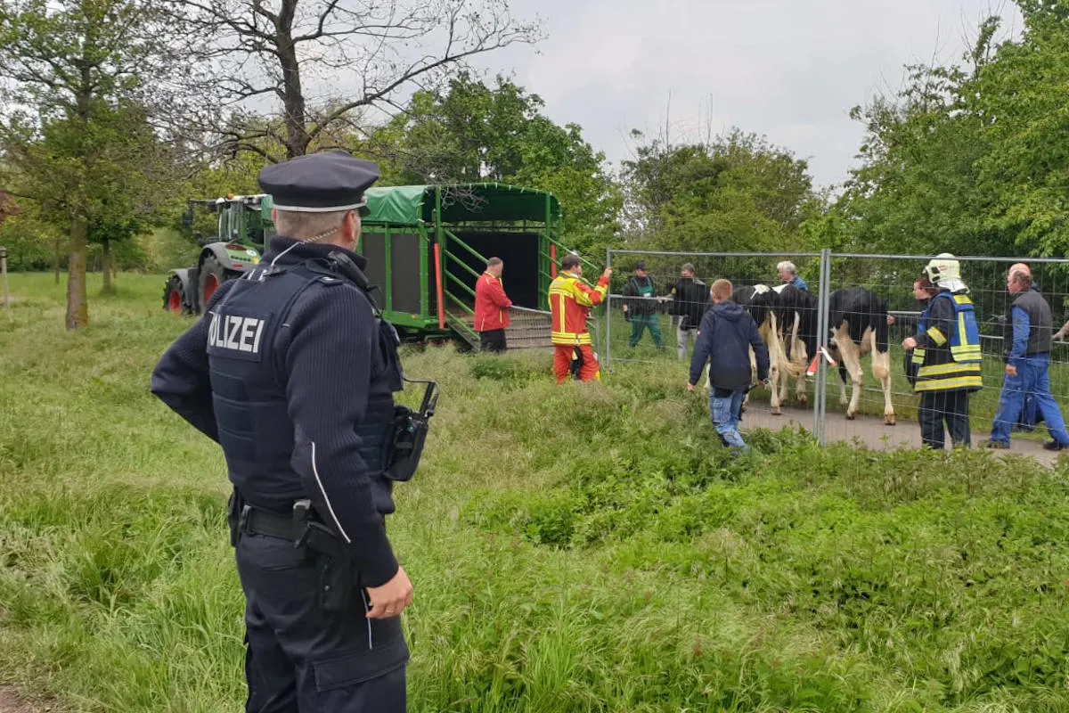 Erfurt und Sömmerda – Kühe auf Wanderschaft