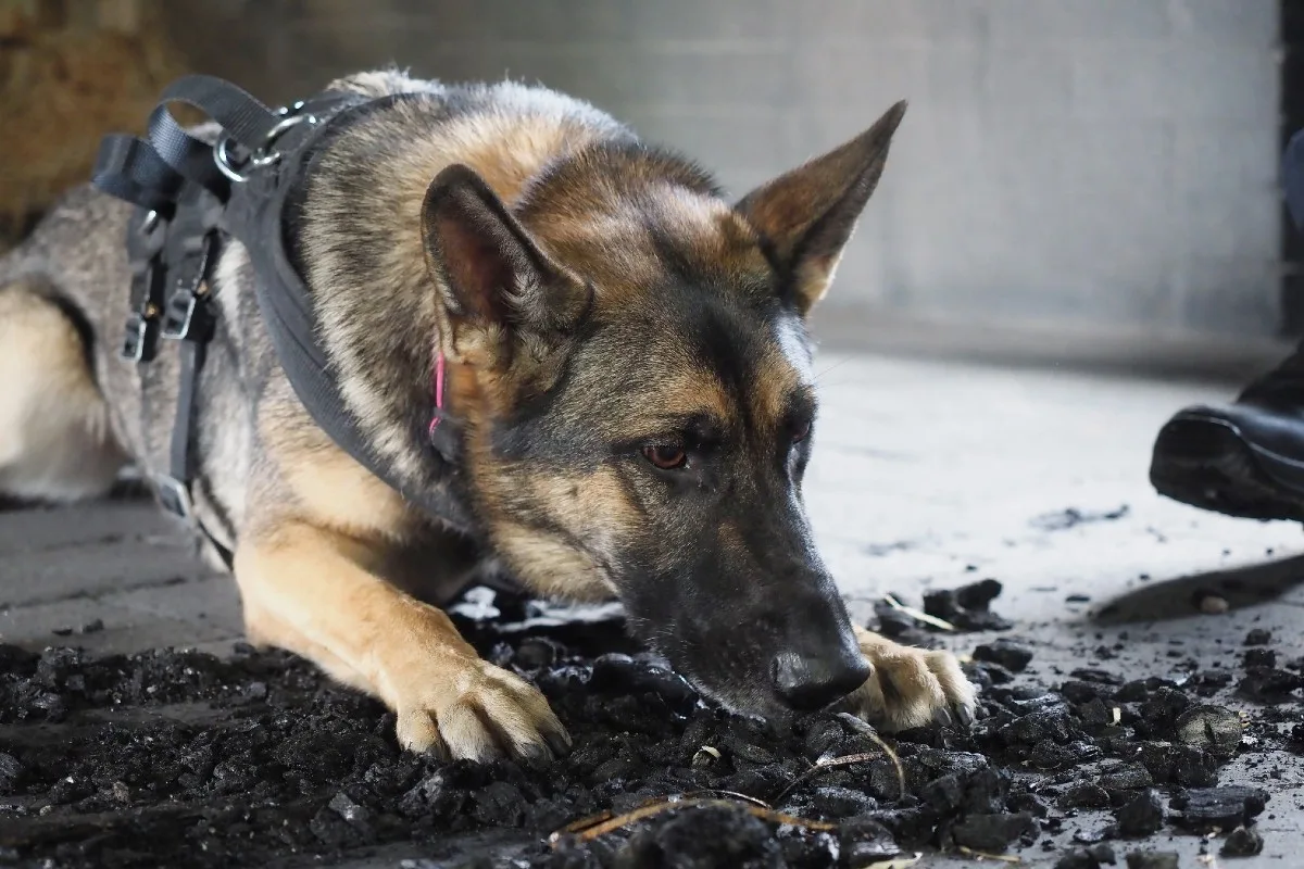 Spezielle Nasen - Brandmittelspürhunde im Einsatz