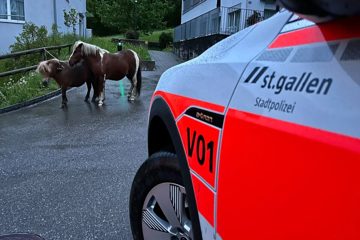Riethüsli SG - Drei Ponys ausgebüxt 