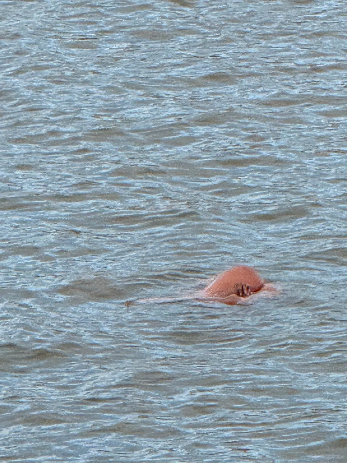 Ein braun gefärbter Gegenstand schwimmt im stark gewellten Wasser eines Flusses. Das Objekt ist rundlich und teilweise untergetaucht.