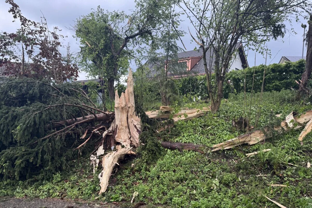 Ein großer Baum ist auf einer Grünfläche umgestürzt und teilweise zersplittert. Im Hintergrund ist ein Wohnhaus zu sehen.