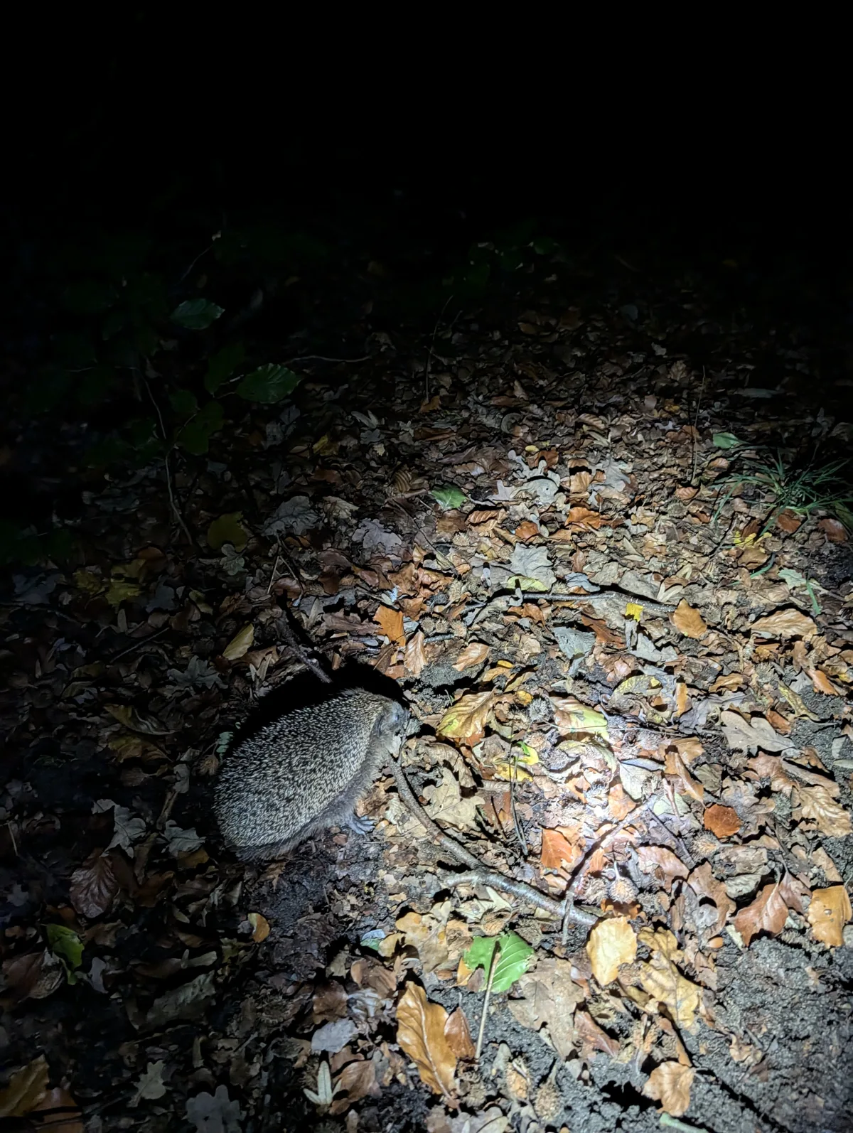 Ein Igel sitzt auf einem mit Laub bedeckten Waldboden, beleuchtet von einer Taschenlampe in der Dunkelheit.